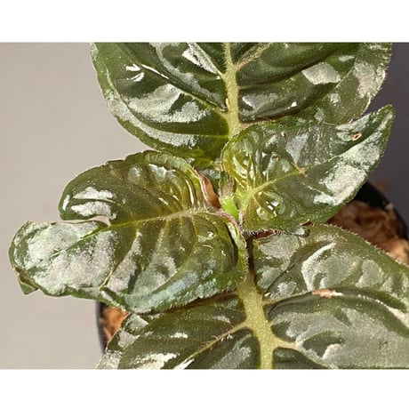 Nautilocalyx pallidus