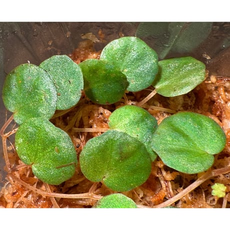 Begonia lichenora (sp.Mini) from Kalimantan Sarawak border [LA]