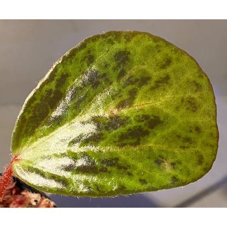 Begonia blancii