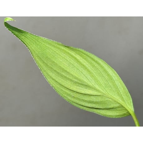 Homalomena sp. "蛟" from Sumatera Utara [LA0318-02] ①