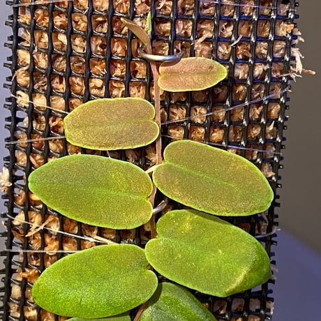 Marcgravia sp. from Colombia [LA0316-03]
