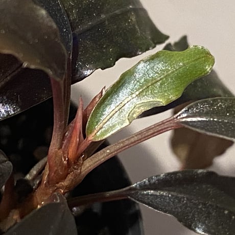 (2芽立ち) Bucephalandra sp. "Kualakuyan Type2"