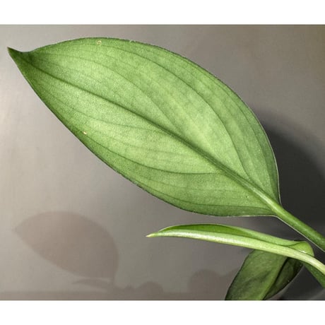 Scindapsus hederaceus 'Silver'