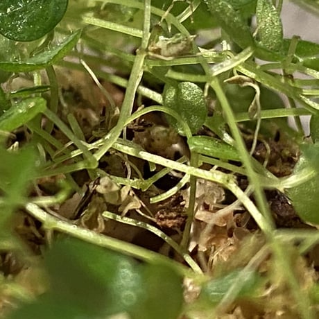 Peperomia emarginella from Colombia [LA0316-03] ②