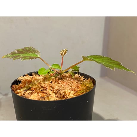 Begonia '煉獄-壱' [LA hyb.-f1-01]