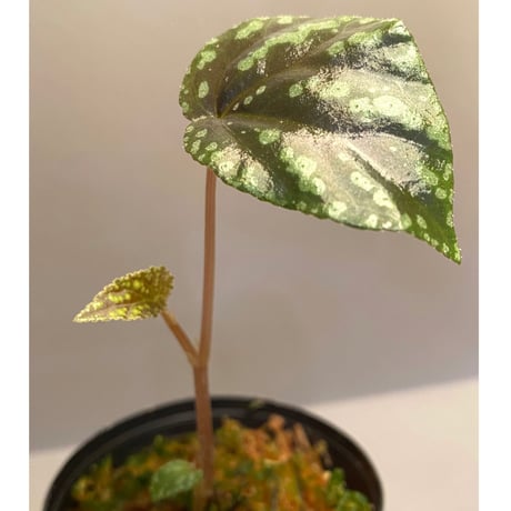 Begonia Variabilis [TK260915]