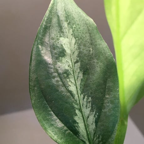 Aglaonema pictum "サイレント" from Sumatera Barat [AZ1212-3]