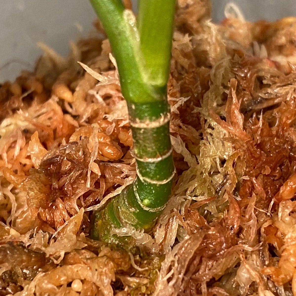 Aglaonema pictum from Aceh sumatera [LA0121-01z
