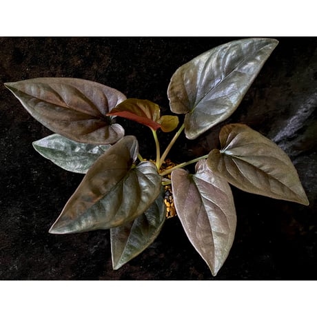 Syngonium sp. from Choco Colombia [tamakay]