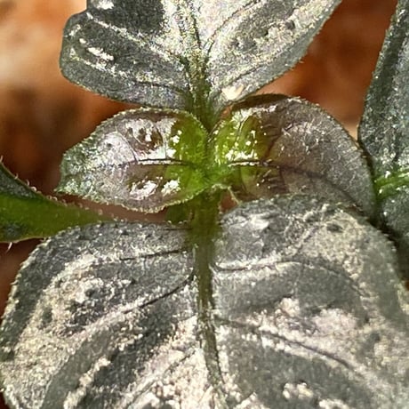 Ophiorriza sp. "鋼" from Aceh Selatan [HW0816-03]
