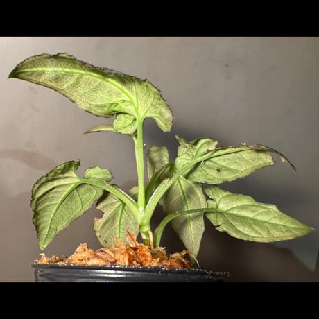 Syngonium rayii