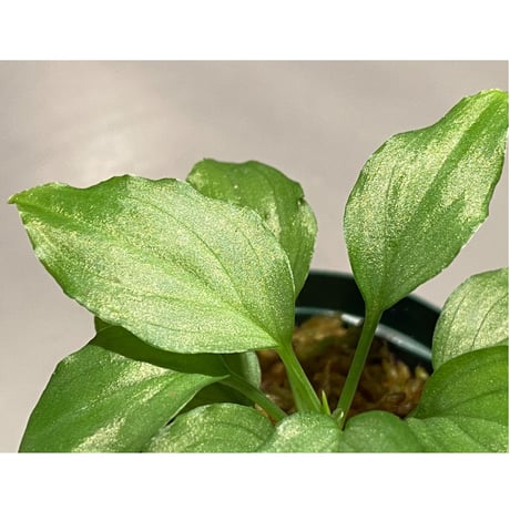 Homalomena sp. "Emerald Silver" from Kepulauan Riau [KN]