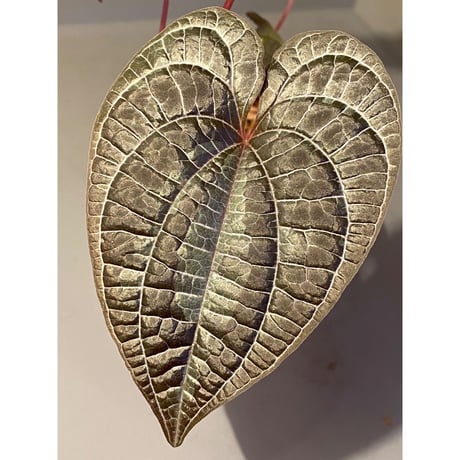 Dioscorea dodecaneura (discolor) from Ecuador