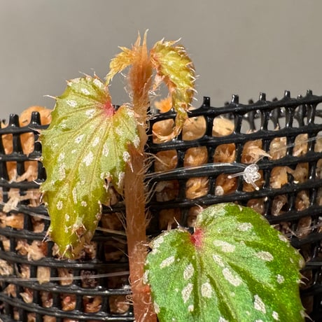 Begonia sp. from Luzon Aurora Philippines 標高500m付近　[KSB]