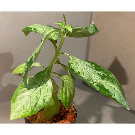 Gymnostachyum sp. "type C" from Aceh Selatan [HW0816-02]