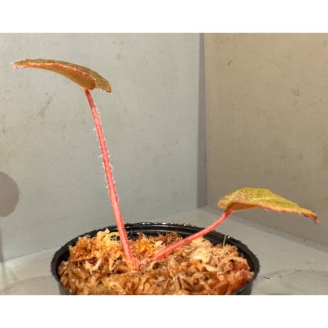 Begonia sp. from Chiku Kelantan