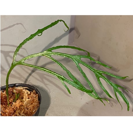Microsorium sp. from Saripoi [LA0515-02]
