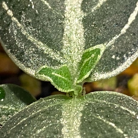 Argostema bifolium from Bukit Larut [TK130717]