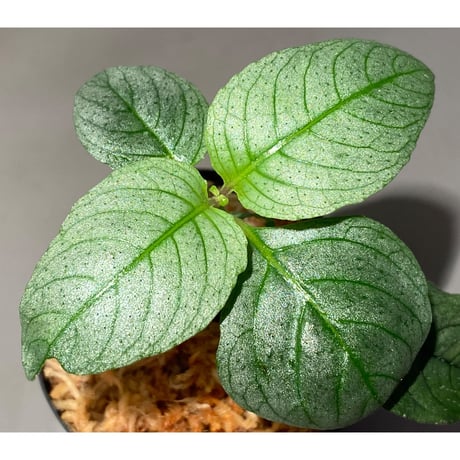 Ophiorrhiza? sp. "Kab. Sanggau" Kal barat [TB]