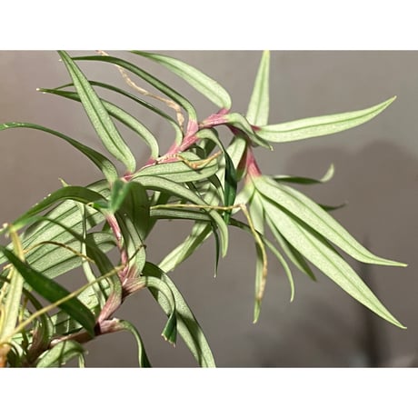 Freycinetia sp. from Murangraya [LA0515-03]