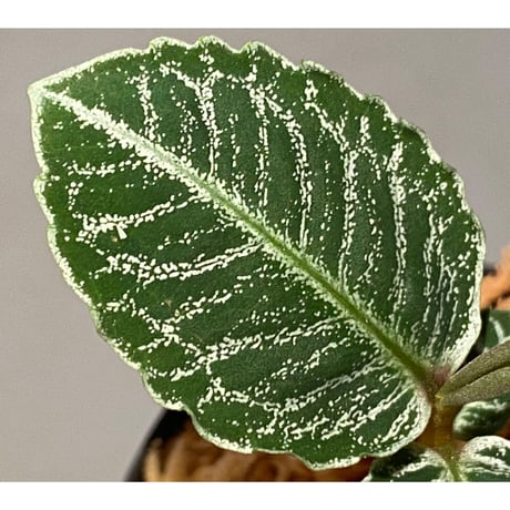 (タグ付き) Labisia sp. " Silver Net" BNN from Sibolga timur [AZ1016-2]