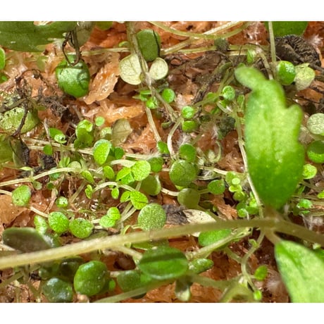 Pilea imparifolia from Iquitos Peru [tanakay]