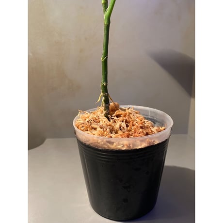 Aglaonema pictum モザイク CW1302  from Sumatra barat [TB]
