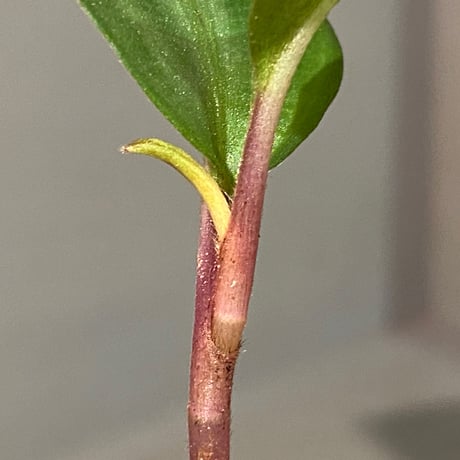 Geogenanthus undatus from Tarapoto Peru [tanakay]