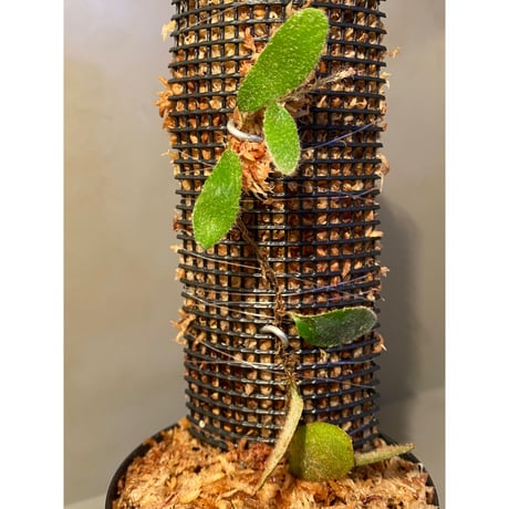 Pyrrosia nummularifolia from Santa Fe Luzon Philippines [KSB]
