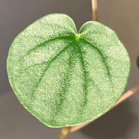 Peperomia sp. from Colombia [tanakay]