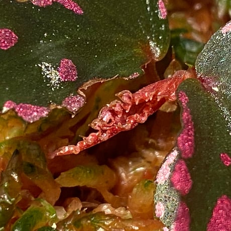 Begonia sp. ぼっち株 from Julau [R1214-01b]