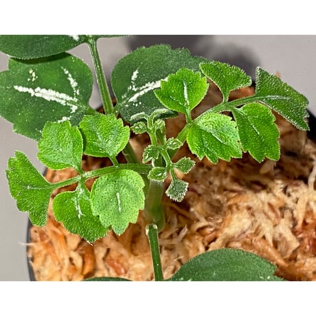Leea sp. "Green"