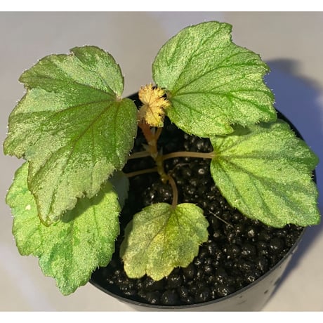Begonia Hyb. (Halmahera × Aceh)
