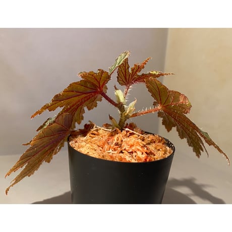 Begonia cv. Jaggy [LA0314-00-f1]