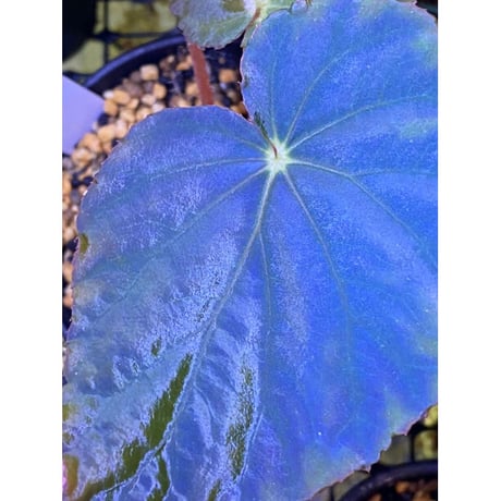Begonia pavonina