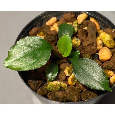 Homalomena 'Rec1-29' K0718-f1 [KZT]