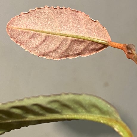 Labisia sp. "Sumatera Pink"