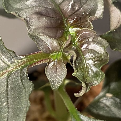 Ophiorriza sp. "鋼" from Aceh Selatan [HW0816-03]