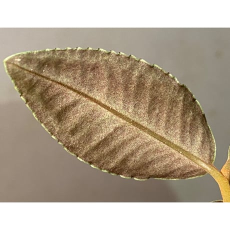 Ardisia sp. from Raub Pahang