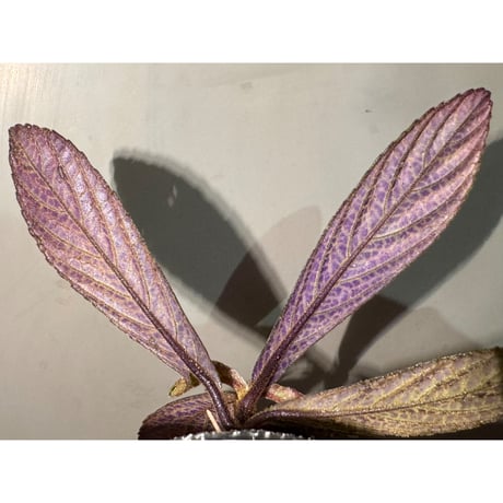 Acranthera sp. from West Kalimantan