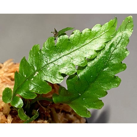 Bolbitis subcardata 西表島産