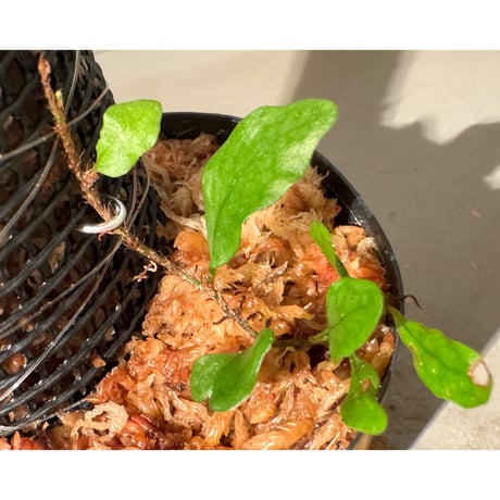 Microsorum sp. "Timika" Papua [TB]