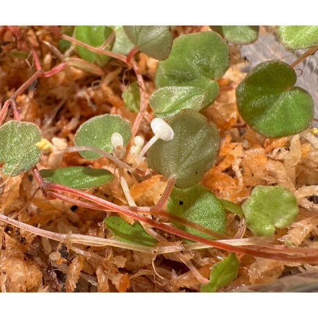 Begonia lichenora (sp.Mini) from Kalimantan Sarawak border [LA]
