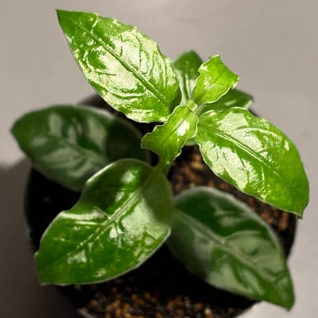 Unknown sp. from Sumatera barat [TB1401]