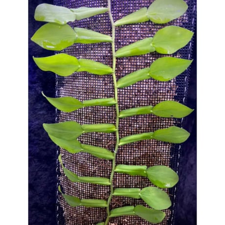 Epipremnum sp. from Khlong Yai Trat Thailand