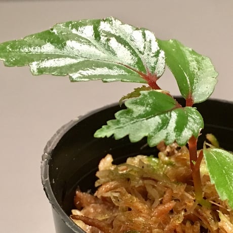 Begonia sp. "Matang-3" from Matang Sarawak [RIO]