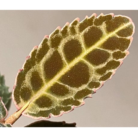 Emblemantha urnulata (Labisia sp.) from Riau sumatera [LA0815-01]