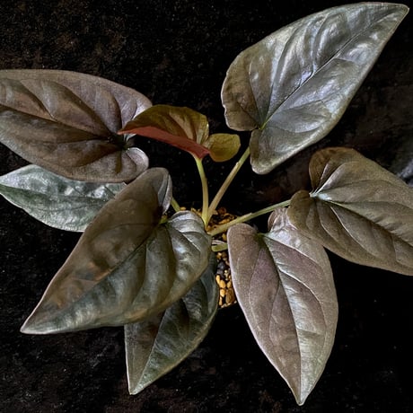 (大株) Syngonium sp. from Choco Colombia [tanakay]