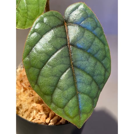 Pterisanthes sp. from Sabah-1 [R0515-01a]