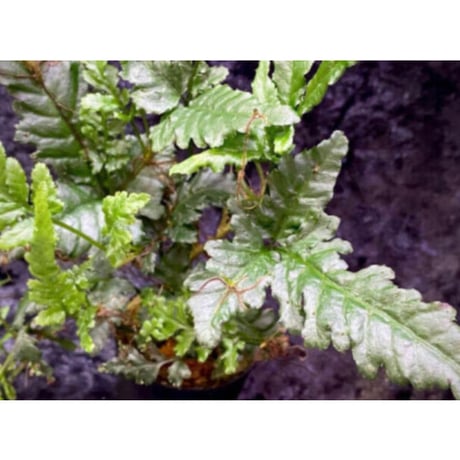 (大株) Bolbitis sp. from Siberut [LA]